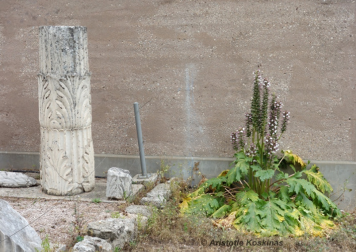On the left, the unusual column sculpted like a bunch of acanthus leaves.  On the right, an acanthus plant in bloom.  Ancient Corinth, Museum of the Roman Forum Â©FEG by Aristotle Koskinas